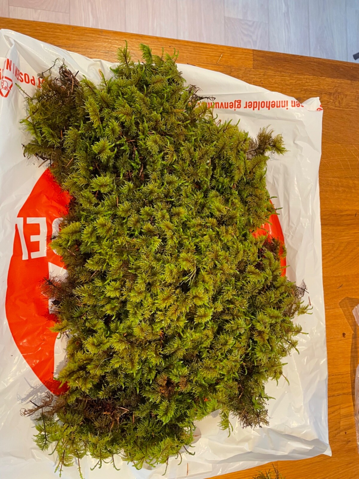 Freshly picked Norwegian forest moss | 40×30 cm