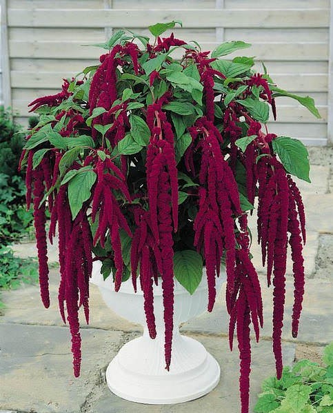 4000 Love Lies Bleeding Amaranth Seeds Organic Heirloom Non-GMO- With Bonus!
