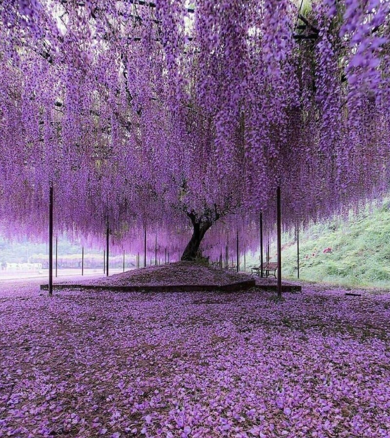 Wisteria Blue-Violet Flower Tree – 6 to 8 Inch Tall – 4 Inch Pot