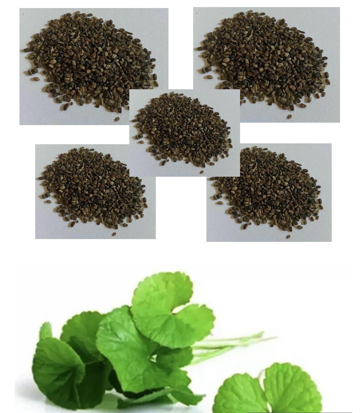5 X Centella Asiatica Big Leaf Seed Gotu Kola Indian Pennywort Rau Má 350 Seeds