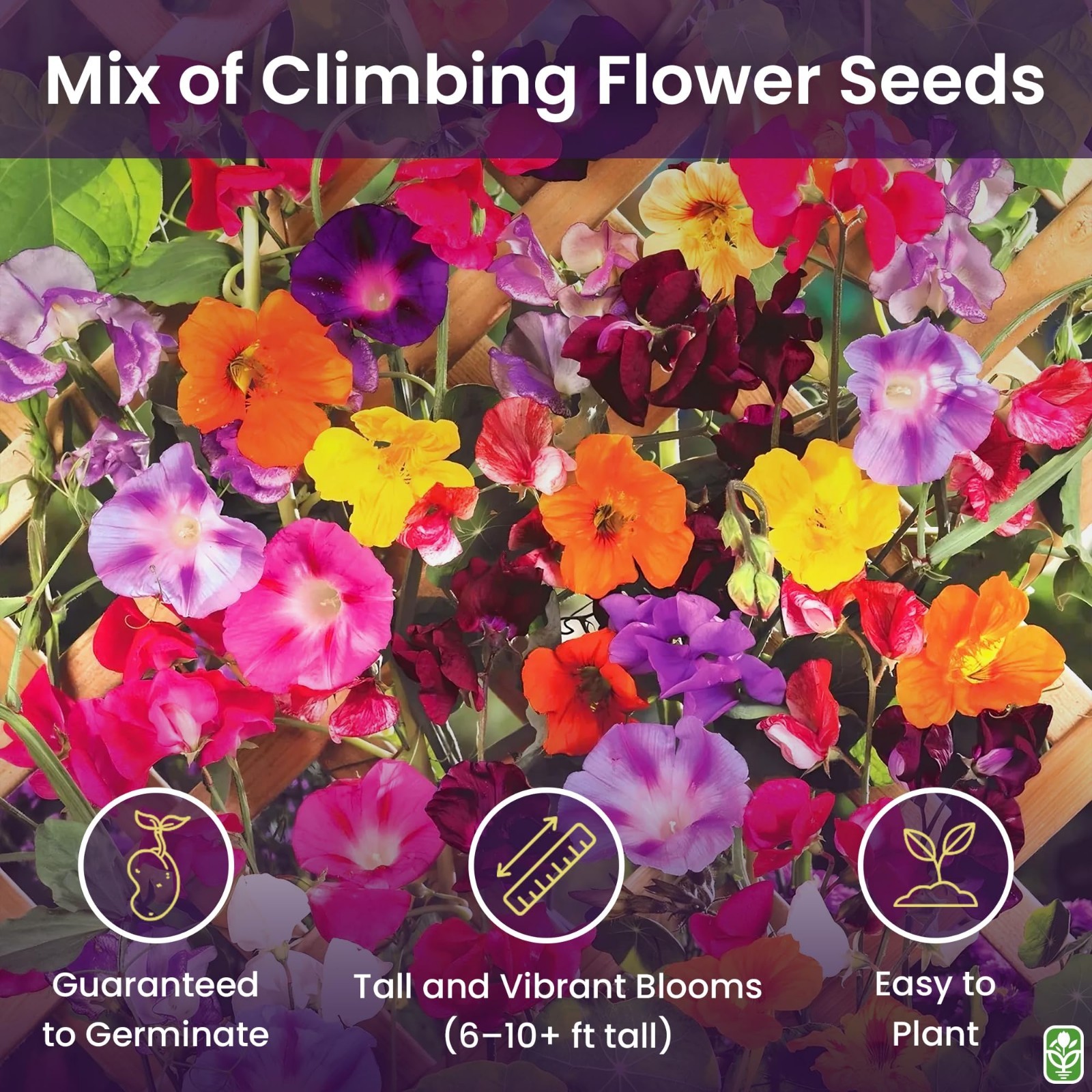 Colorful Climbing Vine Seeds Mix | Morning Blooming, Nasturtium, Black Eyed Susa
