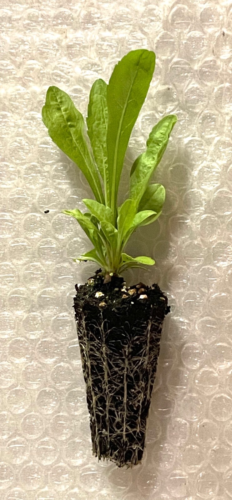 Gray Goldenrod – Starter Plug-Grown Seedlings (10-Pack)