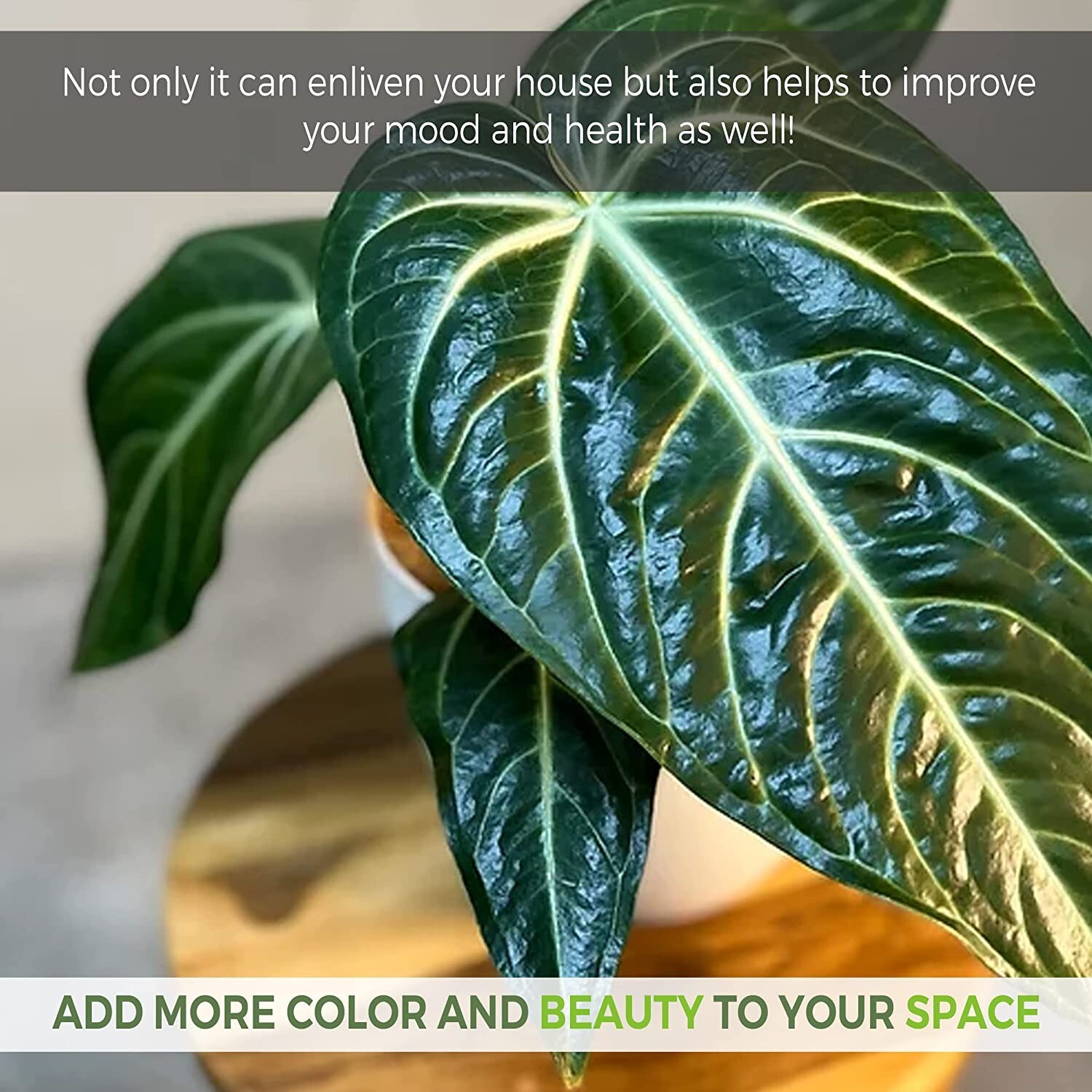 Anthurium Villenaorum by LEAL PLANTS ECUADOR |Green Live House Plants for Indoor