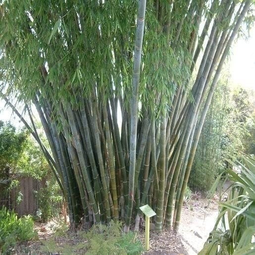 Bamboo Oldhamii | 1 Gallon | Bambusa oldhamii | Low Maintenance | Hardy