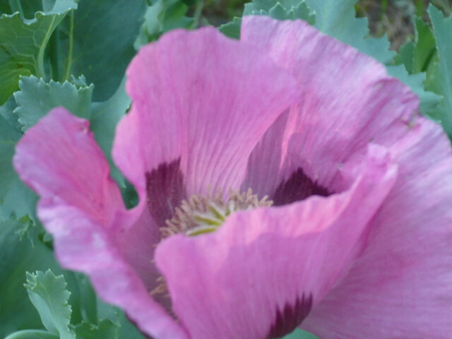Tazzy Purple Poppy Som Seeds 2000+ *Shelley aka PoppyQueen👑