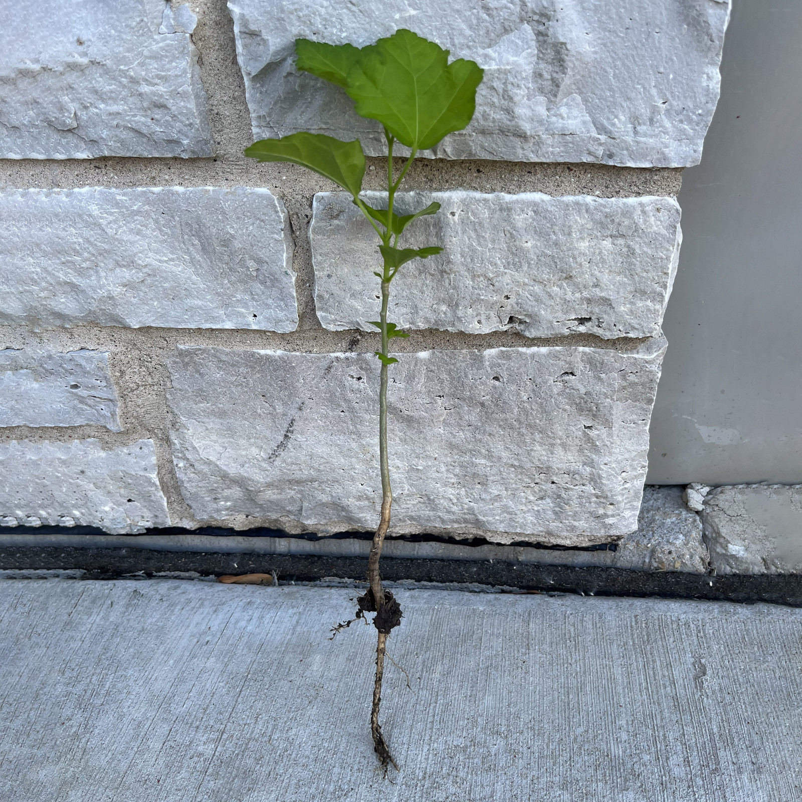 Hibiscus Live Plant w/ Roots Transplant Starter Bush HIBISCUS-30″ Tall 1PK