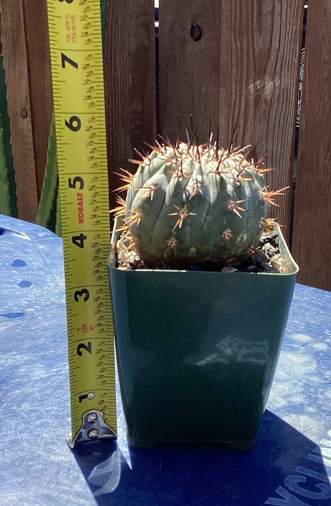 Beautiful Copiapoa Cinerea -Blk Spines- RARE! (Own Roots) -Sold Potted