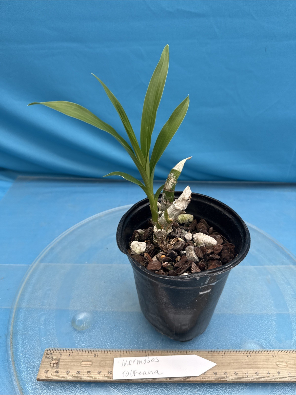 Mormodes rolfeana Funky Fragrant Red Bloom Size Orchid Species 4.5” Pot