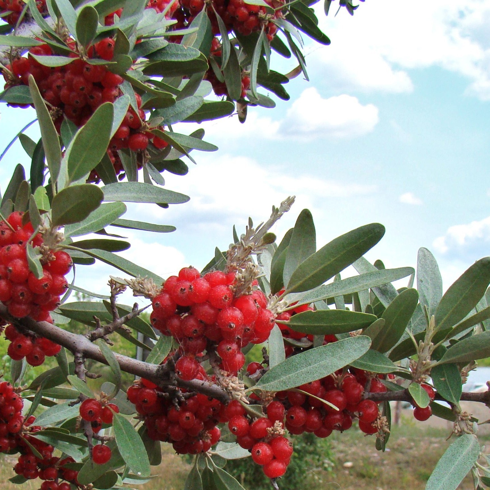 100 Silver Buffaloberry Seeds Shepherdia argentea Hardy Red Berry Shrub