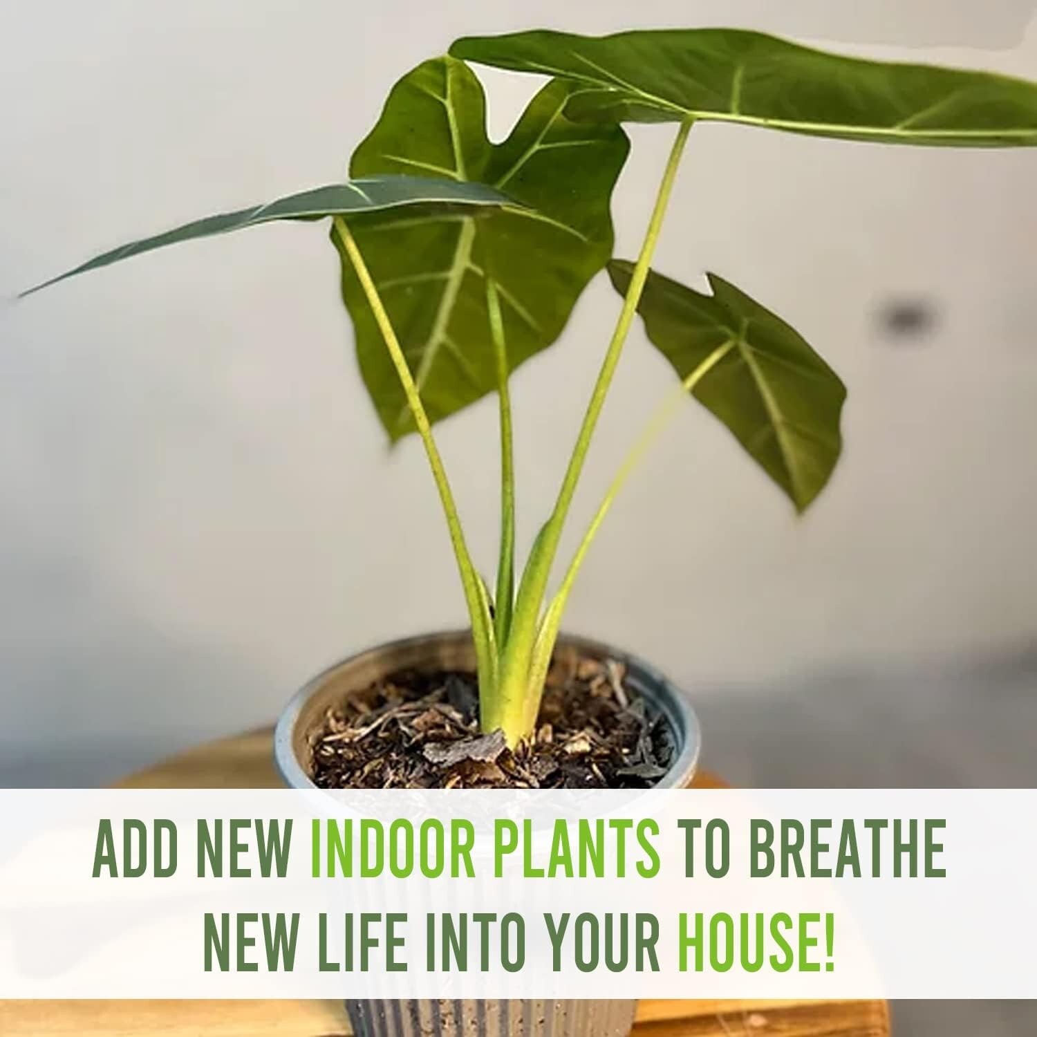 Alocasia Micholitziana (2pack) by Leal Plants Ecuador | House Plants Elephant