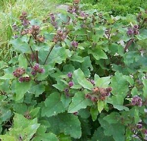 Burdock Seeds (100), organically Grown-Limited Special Price for Spring Planting