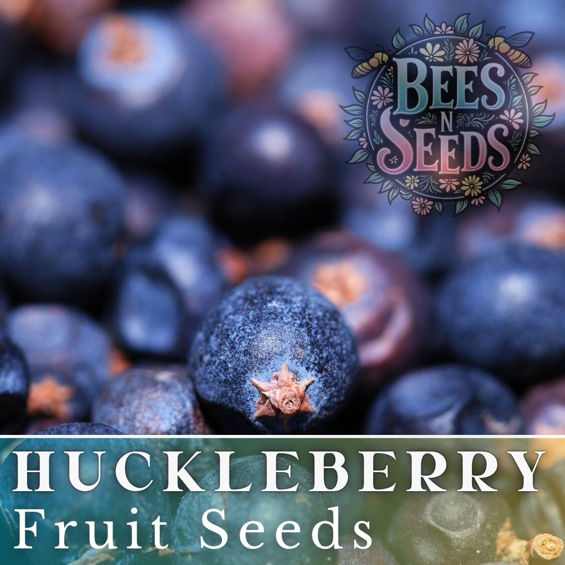 Azure Huckleberry Seeds 125, 300 or 500 Seeds Flower, Flower Seeds, Non GMO