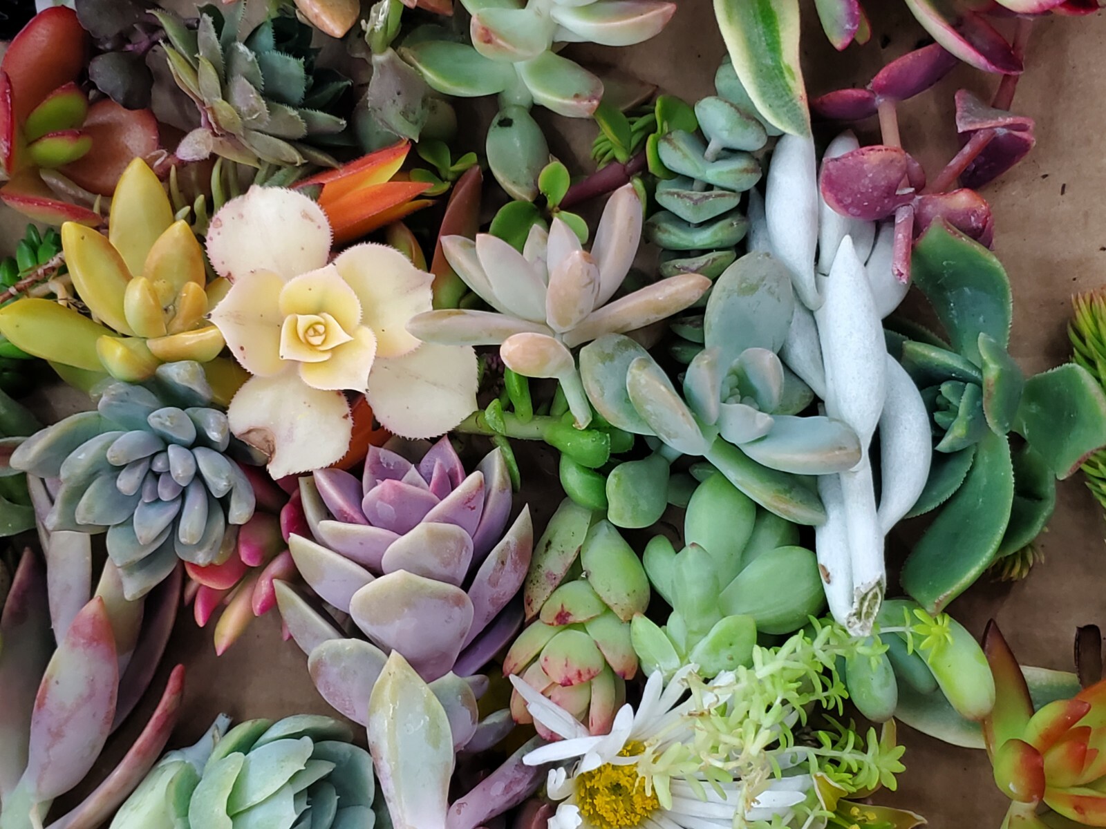 10 small unrooted succulent cuttings