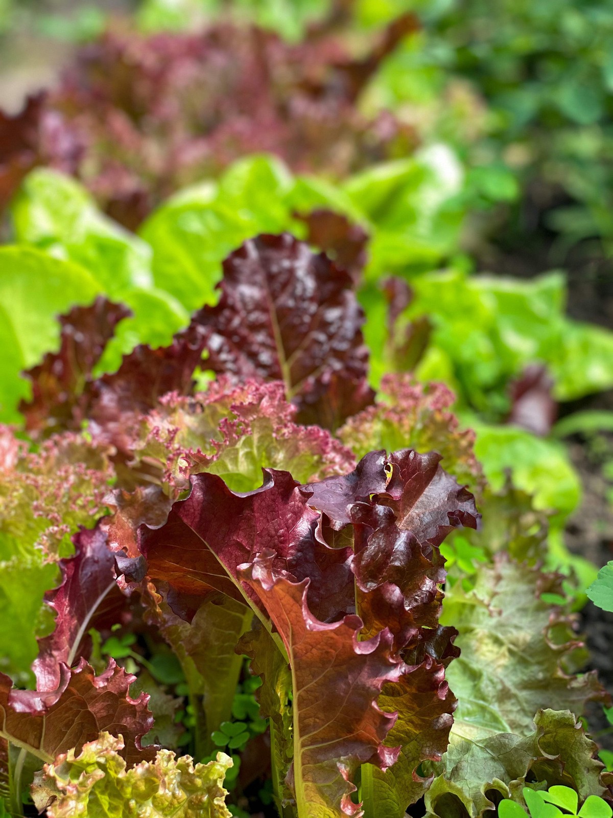 3000 RUBY LEAF LETTUCE Red Loose Leaf Heirloom Lactuca Sativa Vegetable Seeds
