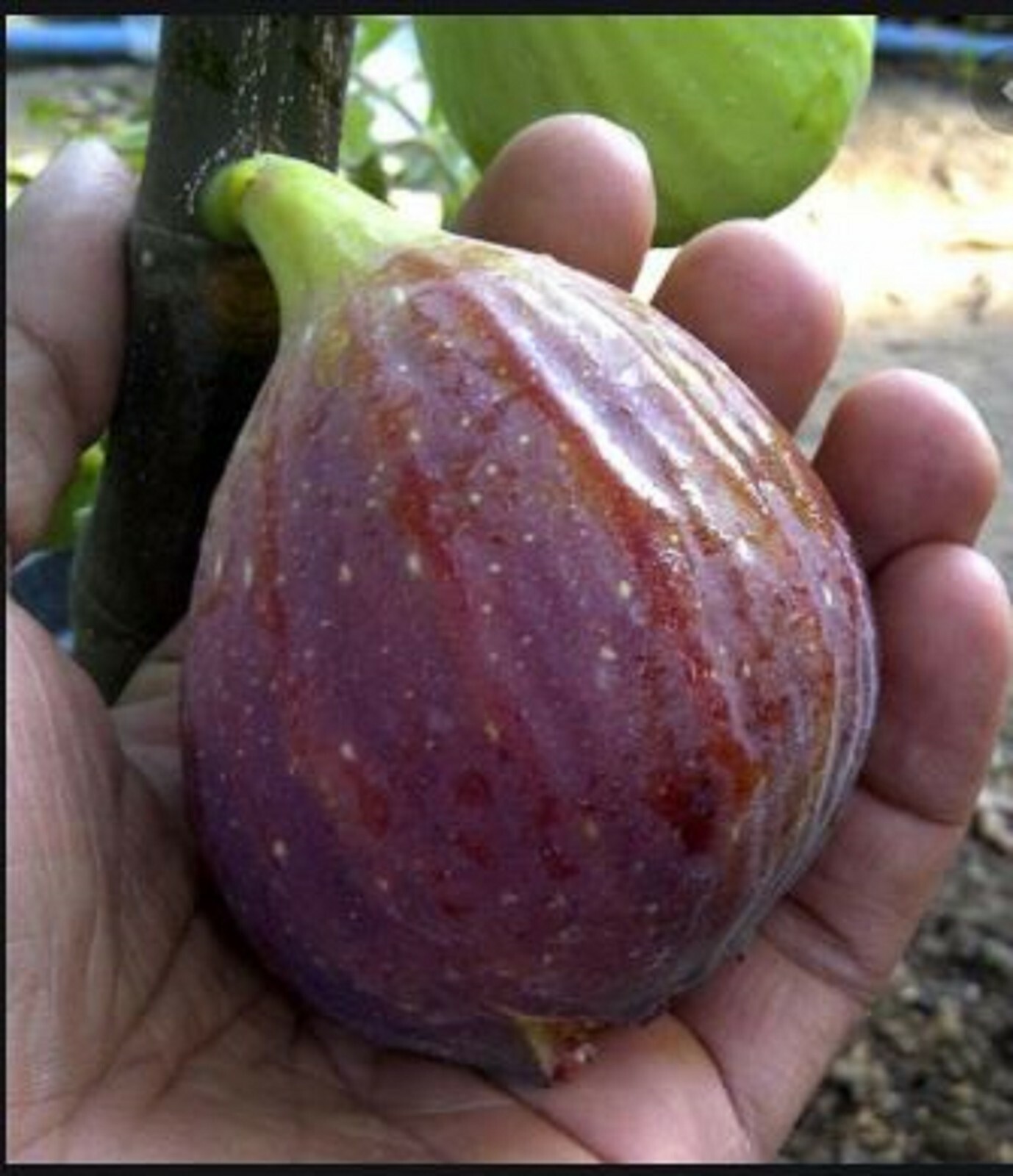 RARE-GIANT TURKISH FIG Fruit Tree 15 SEEDS -Combined Shipping disc (USA seller)