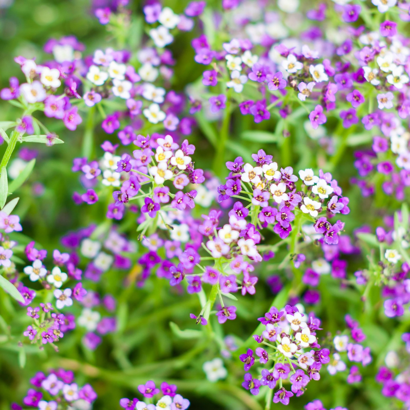 Royal Carpet Alyssum Seeds – Heirloom Perennial Flowers for Pollinator Gardens