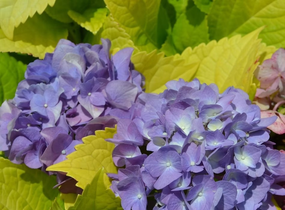 Morning Sun Hydrangea Plants