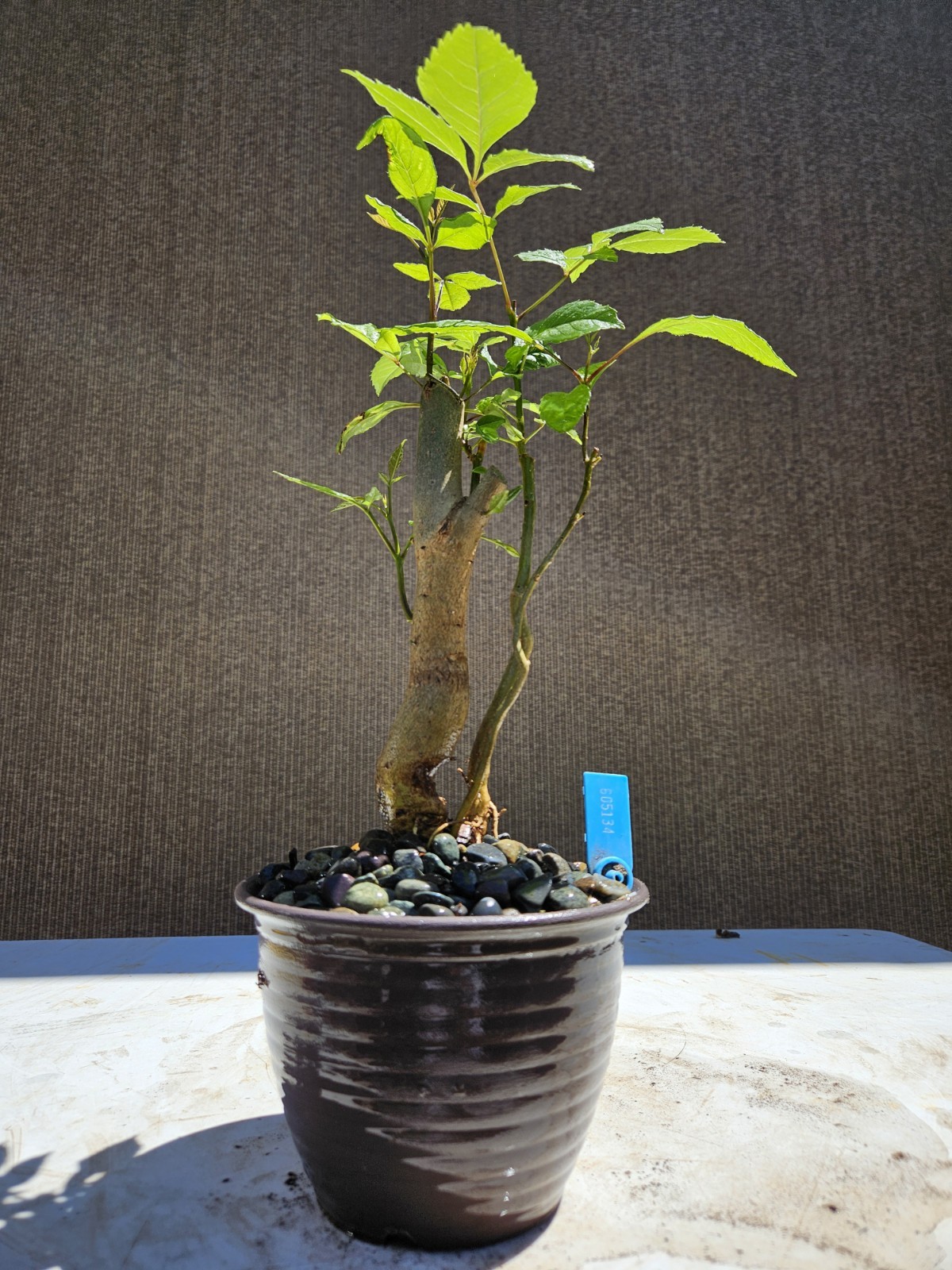 Old European Ash Bonsai Tree,,, SALE