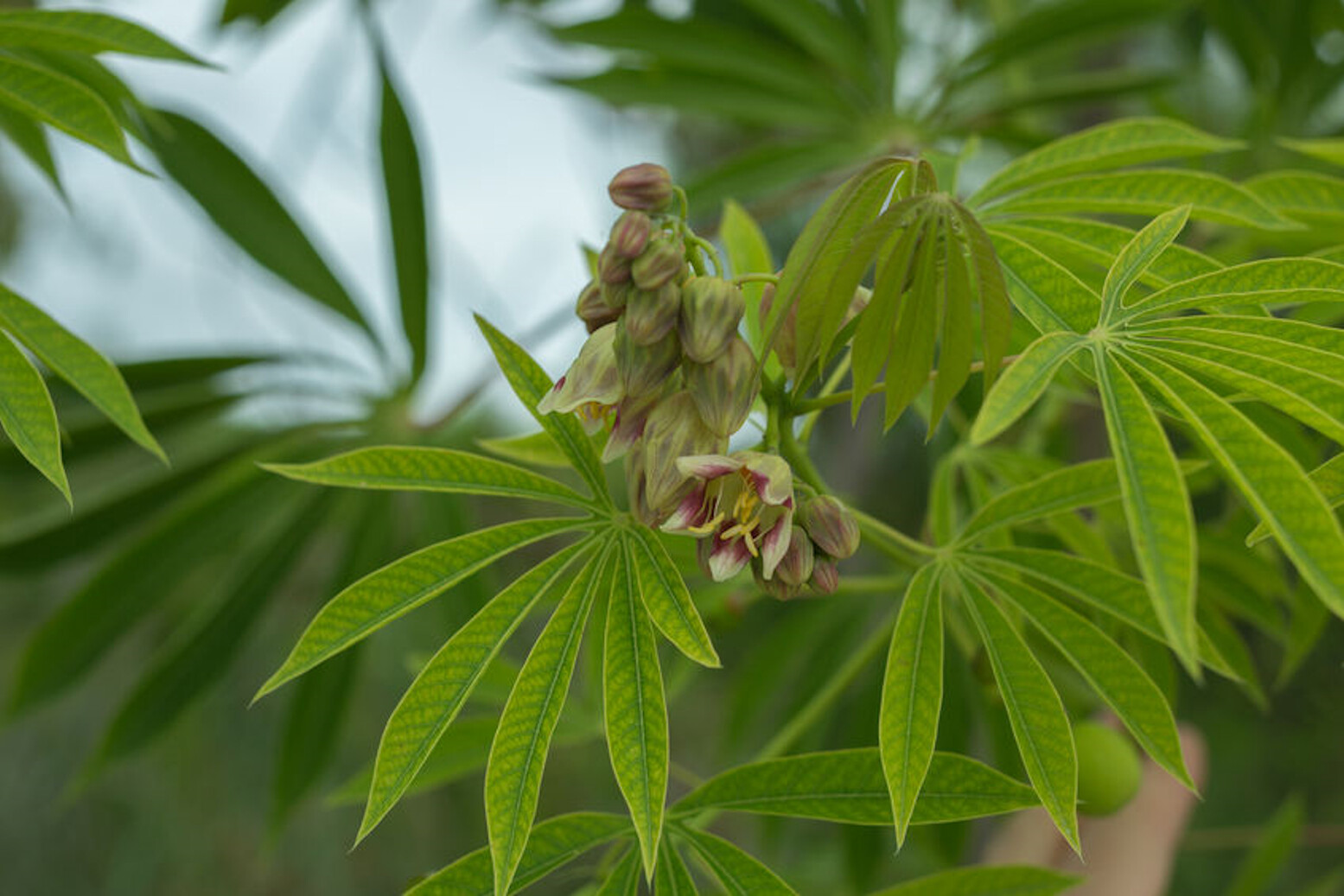 5 RARE Seeds – Tapioca Plant Seed – Cassava Manihot esculenta -See Description