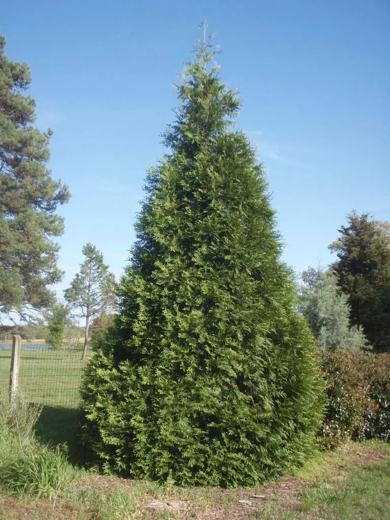 Green Giant Arborvitae: (5) Plants – 12 – 15″ Tall – Grown in 2.5″ Pots
