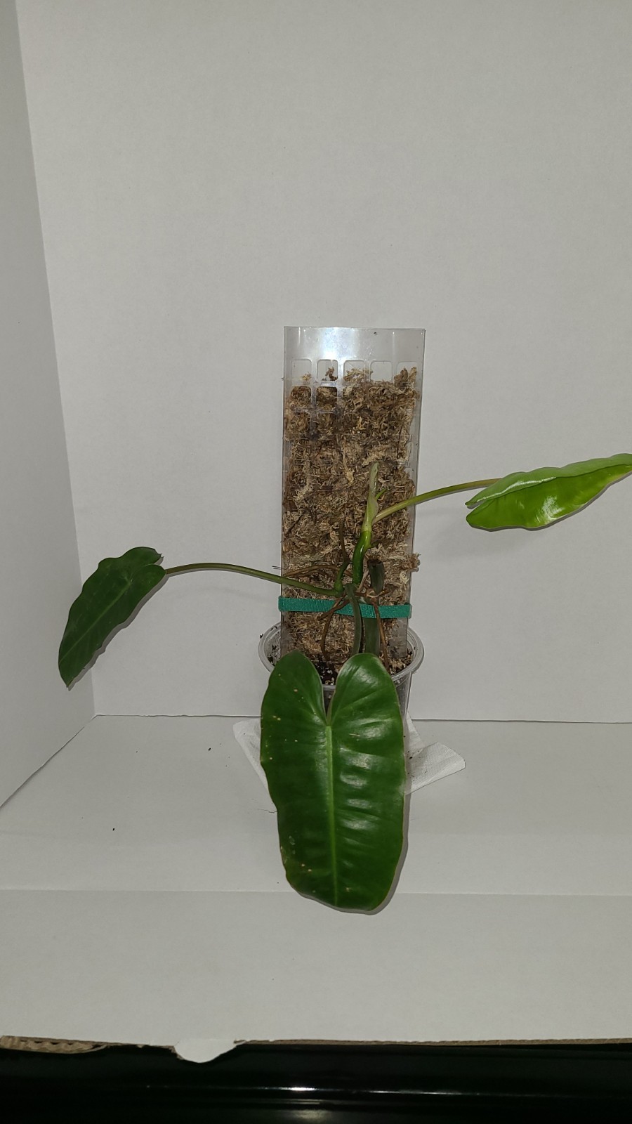 philodendron burle Marx With Moss Pole In 5 Inch Pot. 17 Inches Tall