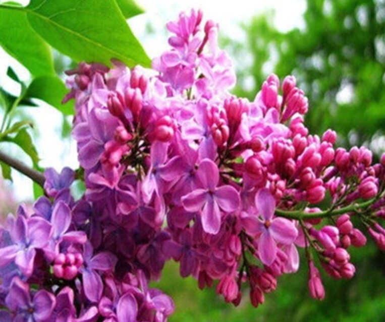 25pc LILAC SEEDS Garden Plant Flower rare bloom exotic USA seller FREE shipping