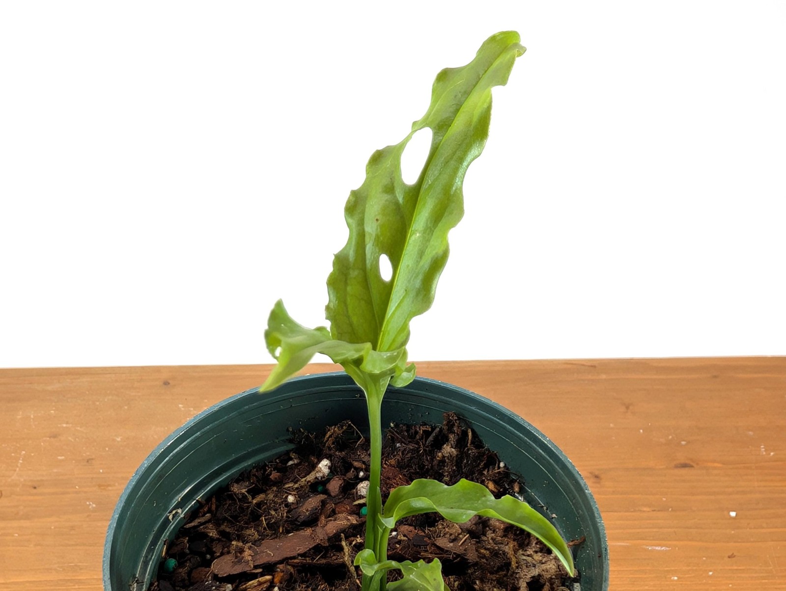 Stunning Monstera Obliqua Peru in 4 inch pot – Live Rare Tropical Aroid Great
