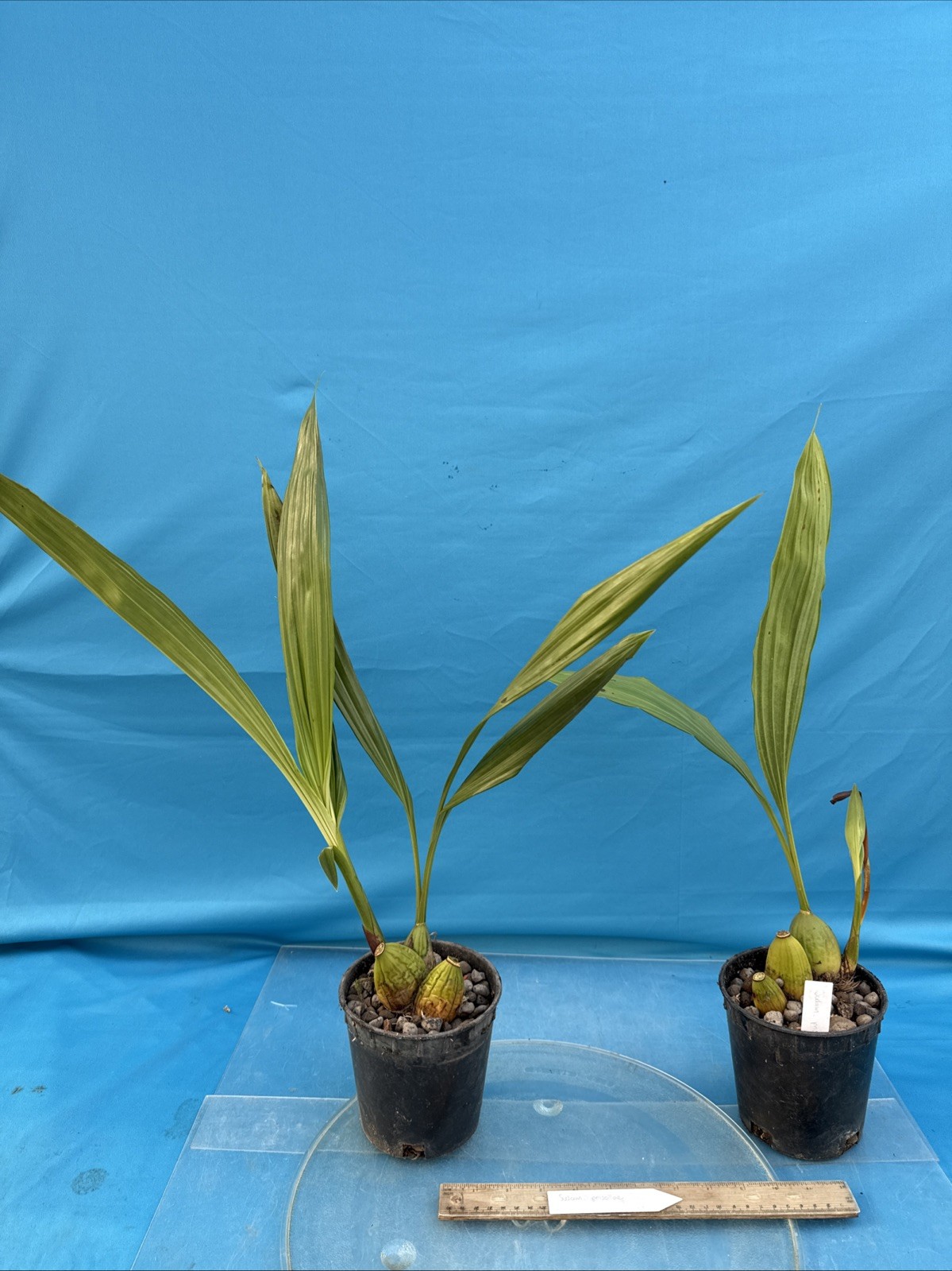Sudamerlycaste priscilae BS Green Orange Orchid Species Tall Flowers 5.5” Pot