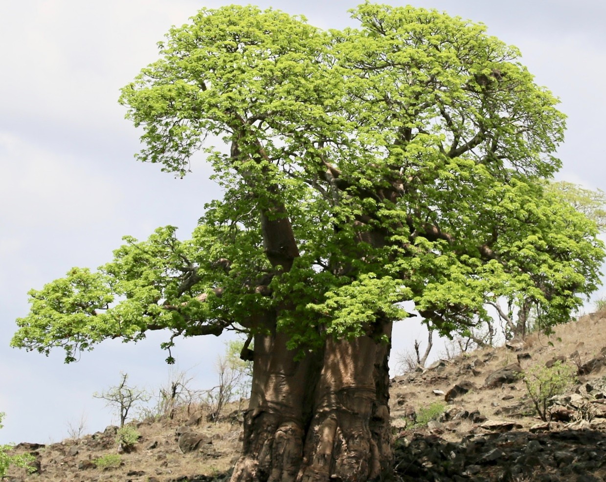 30 Adansonia Grandidieri Seeds – Grandidier’s Baobab Tree – Giant Baobab Seeds