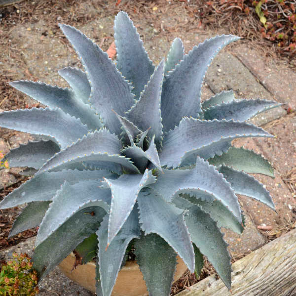 Silver Fox Mangave STARTER Plant Agave & Manfreda Hybrid Silver When Mature 4″+!