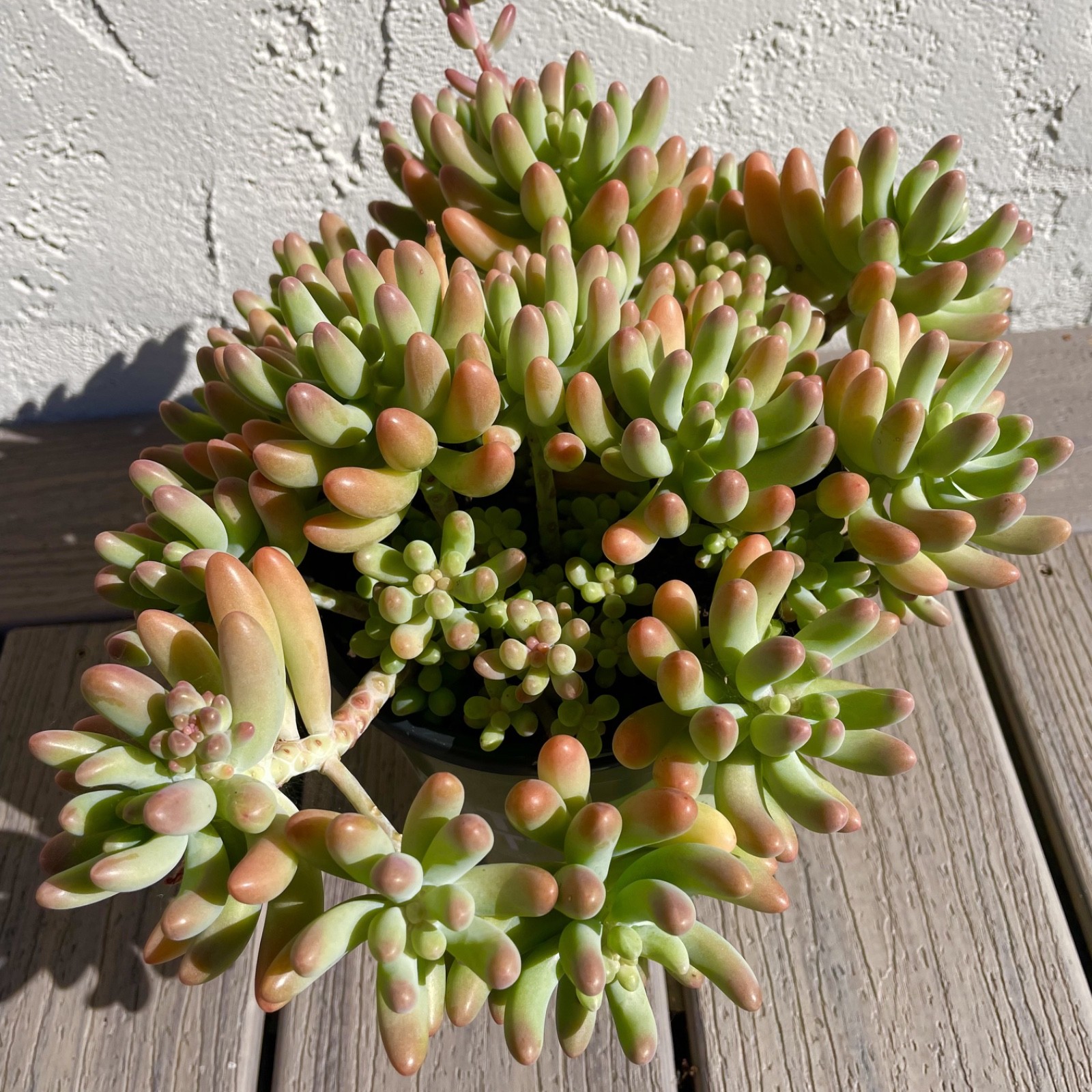 Rare Succulent Sedum Pachyphyllum Live Plant 2-3 Inches Unrooted Cutting