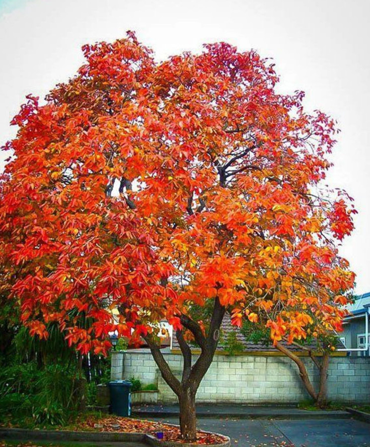 Live American Persimmon Tree – Diospyros virginiana – Fruiting Tree in 4″ Pot