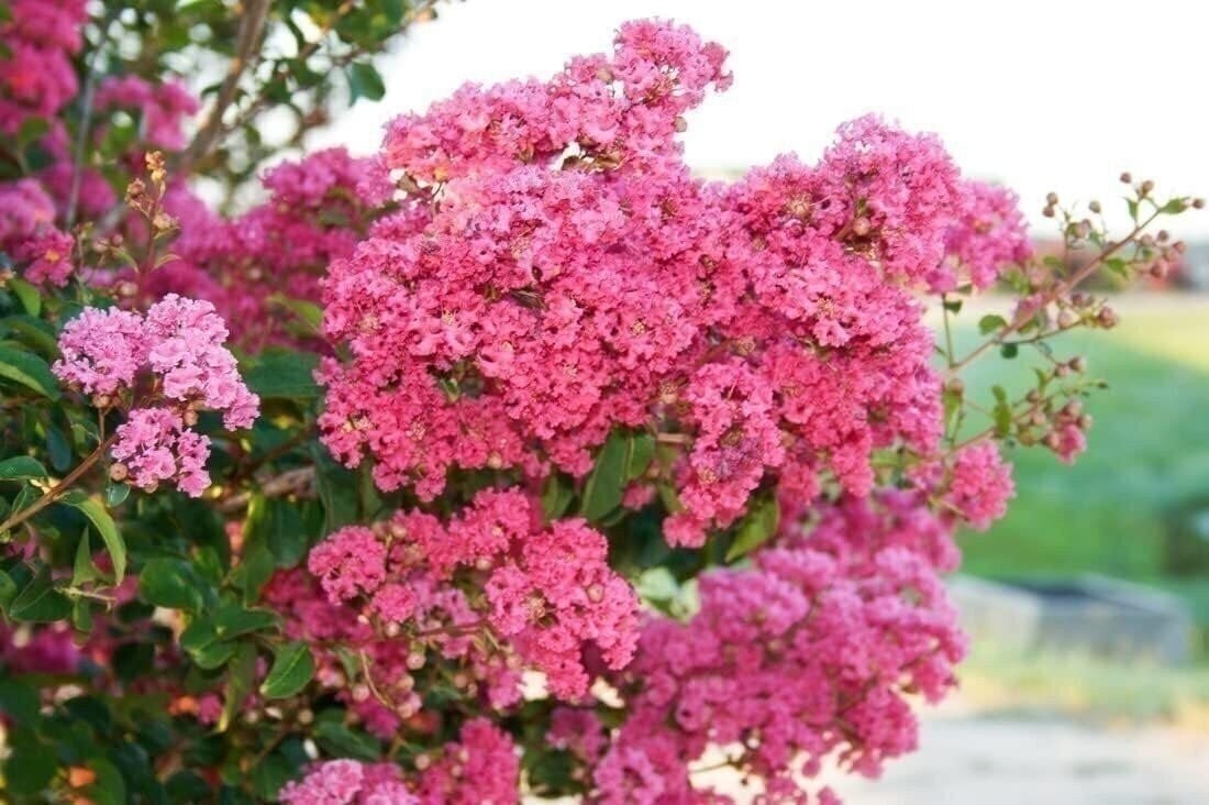 Crape Myrtle Raspberry Sundae | 2 Inch | Lagerstroemia indica | Summer Blooms