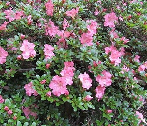 ( 1 ) – Pink Gumpo Dwarf Azalea – Starter Plant ( 4m ) ( 1 live plant )