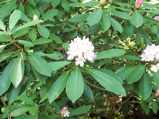 Rosebay Rhododendron, Rhododendron maximum, Shrub Seeds