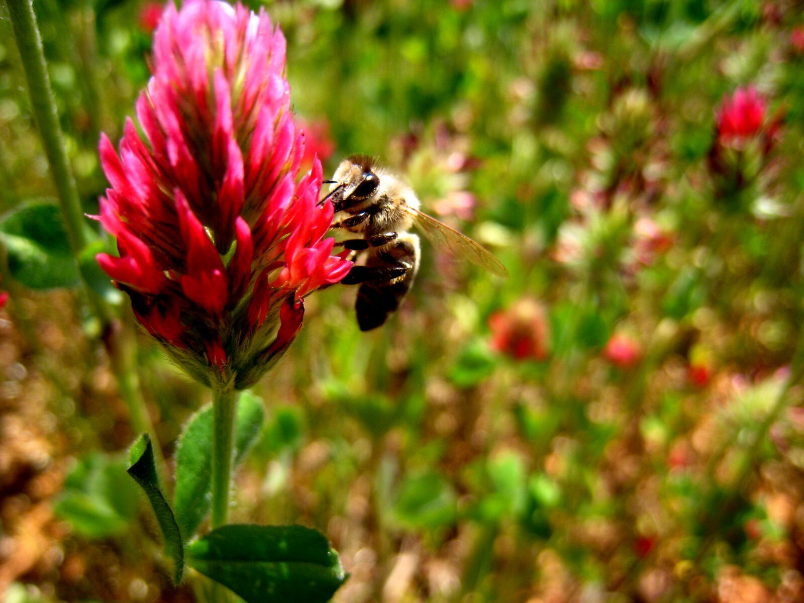 Clover Seed Collection – White Micro Clover, Crimson Clover, Red Clover, Organic