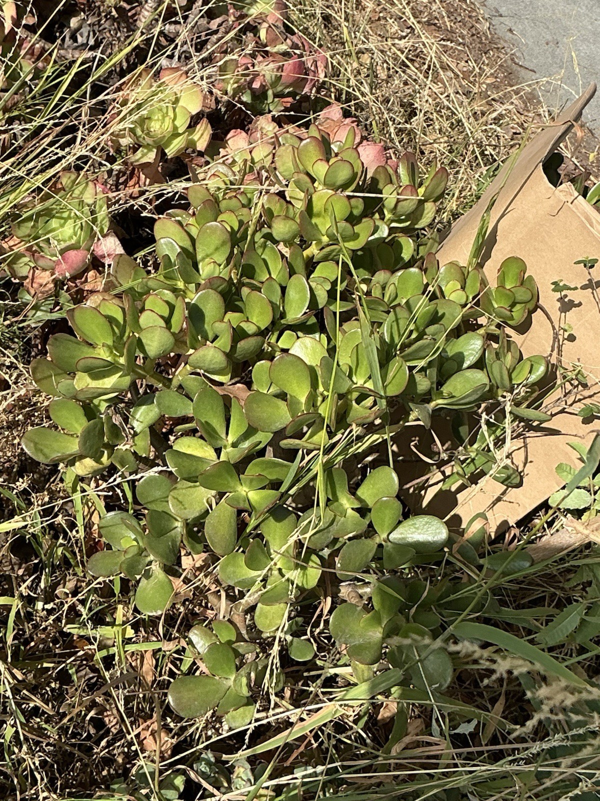 healthy jade plant with roots, Around 18” tall, rooted