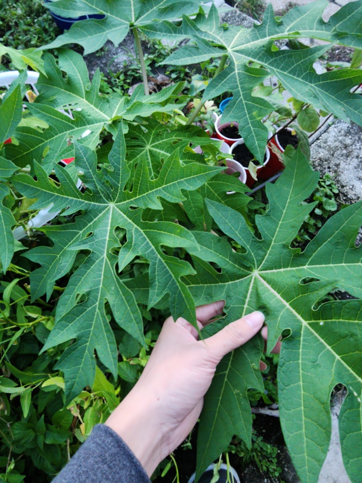 Kapoho Solo Papaya 6”–10” Live Hawaiian Plant | Sweet Golden Fruit – Organic USA