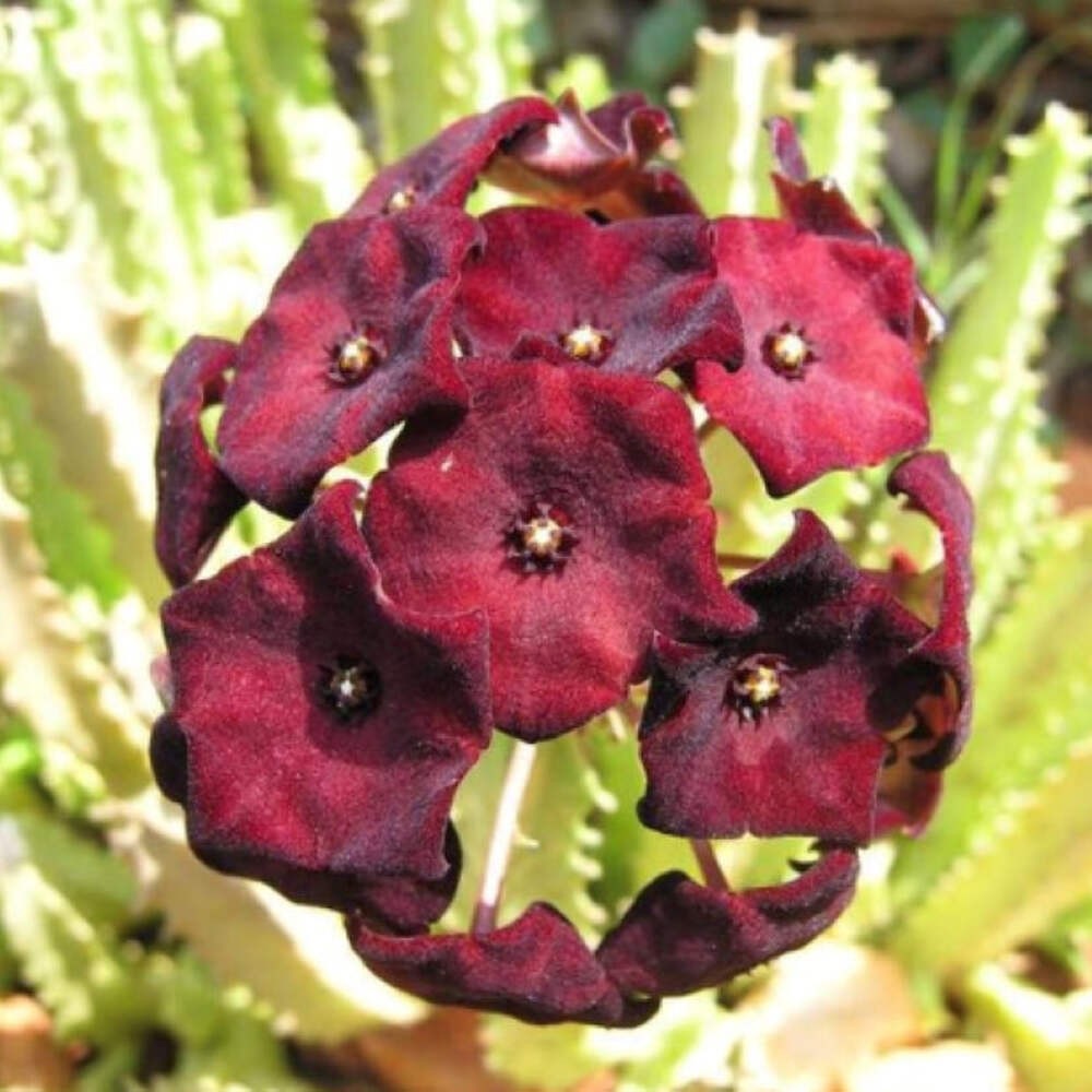 Caralluma Umbellata – Huge! Very rare – 3.5″ Potted Plant WELL ROOTED! Healthy