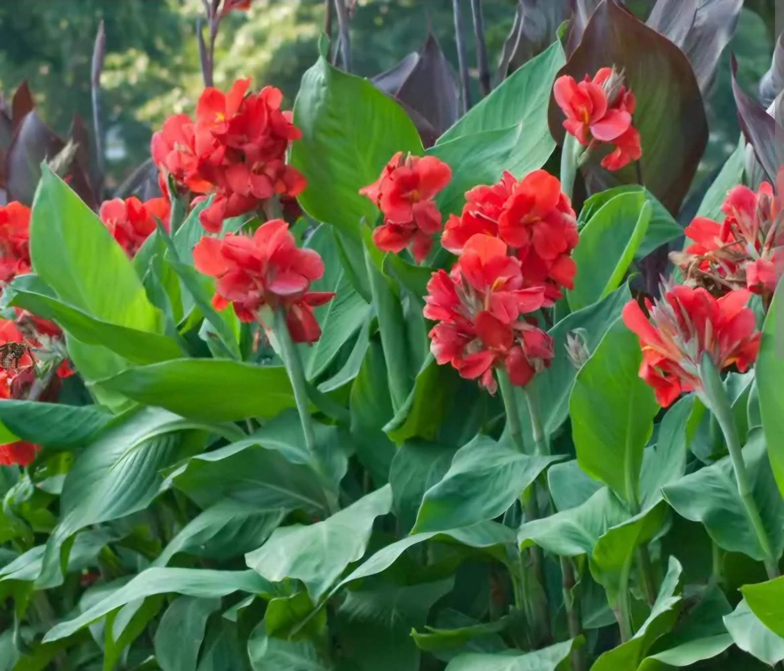 Red Canna Lily ‘President’ Rhizomes – Striking Tropical Blooms – 4-Rhizomes
