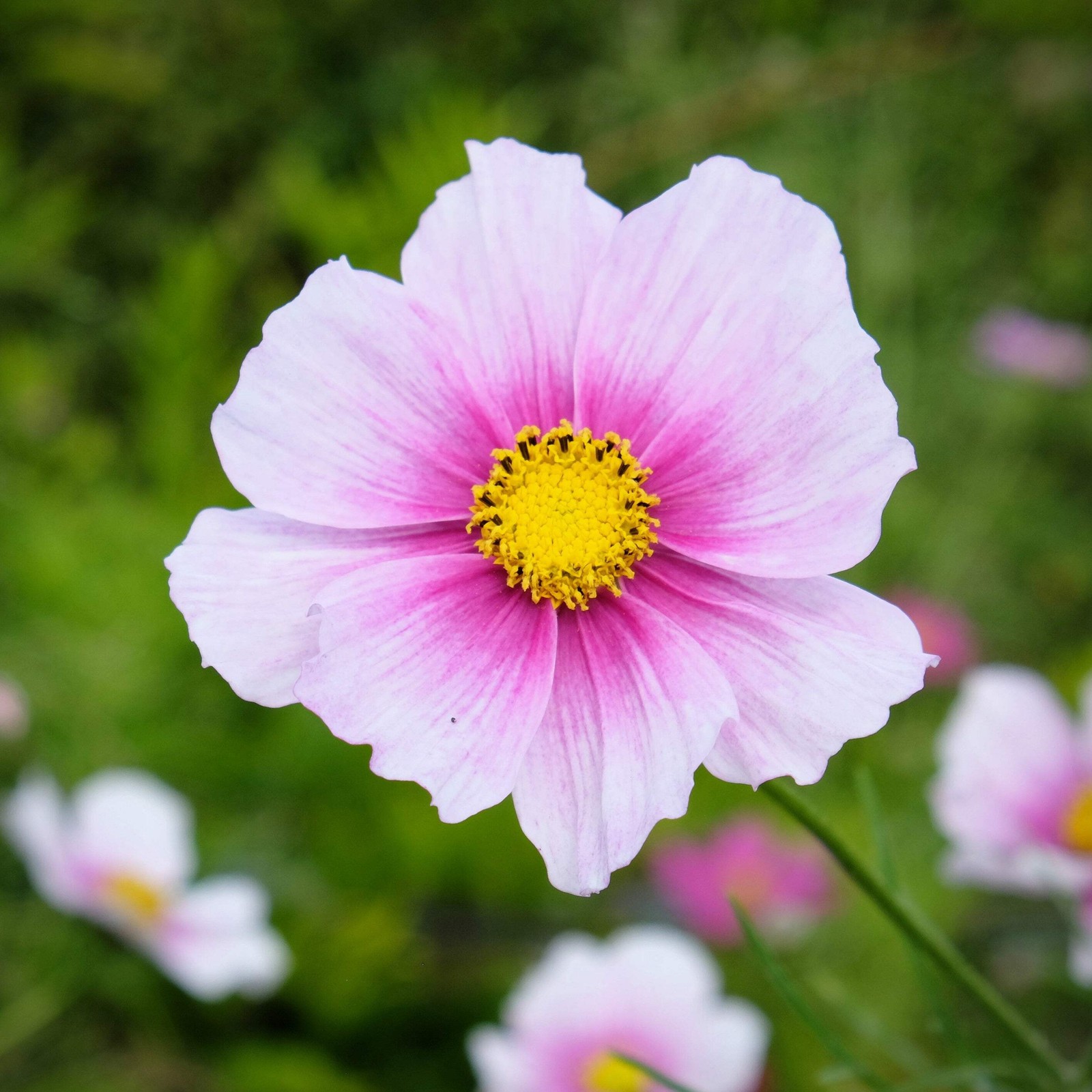 150 DAYDREAM COSMOS Bipinnatus Flower Seeds
