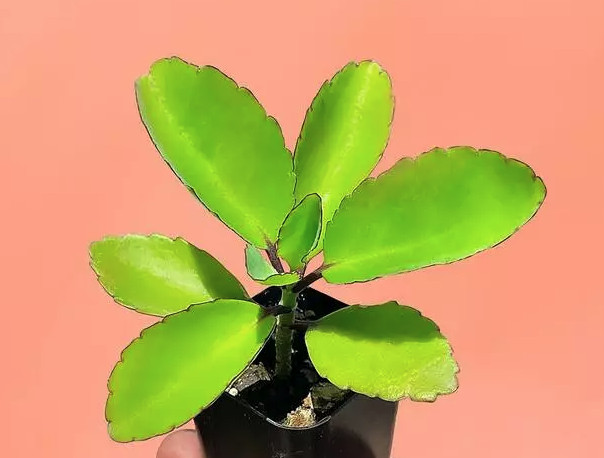 5 Kalanchoe Pinnata 2″ plants Bryophyllum Pinnatum Miracle Leaf succulent
