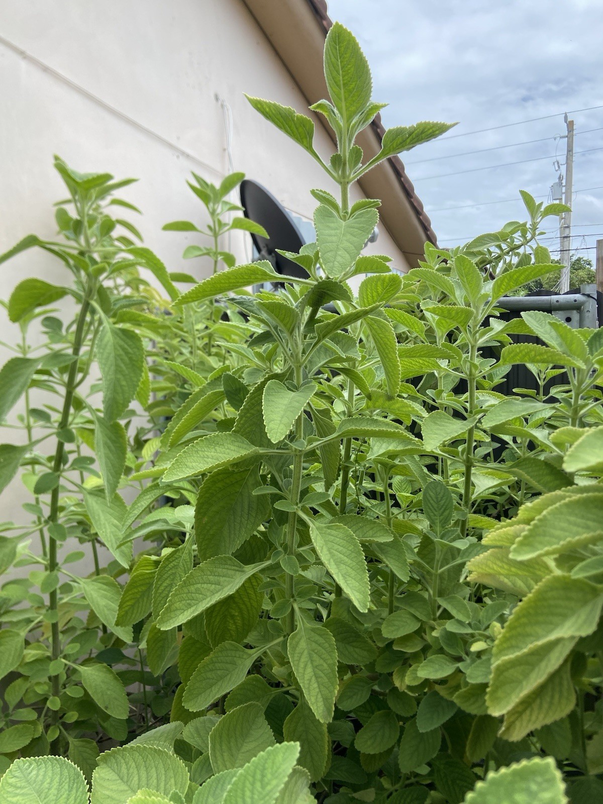 Broadleaf Thyme Cuban Oregano 7 Fresh Unrooted Cuttings Plectranthus amboinicus