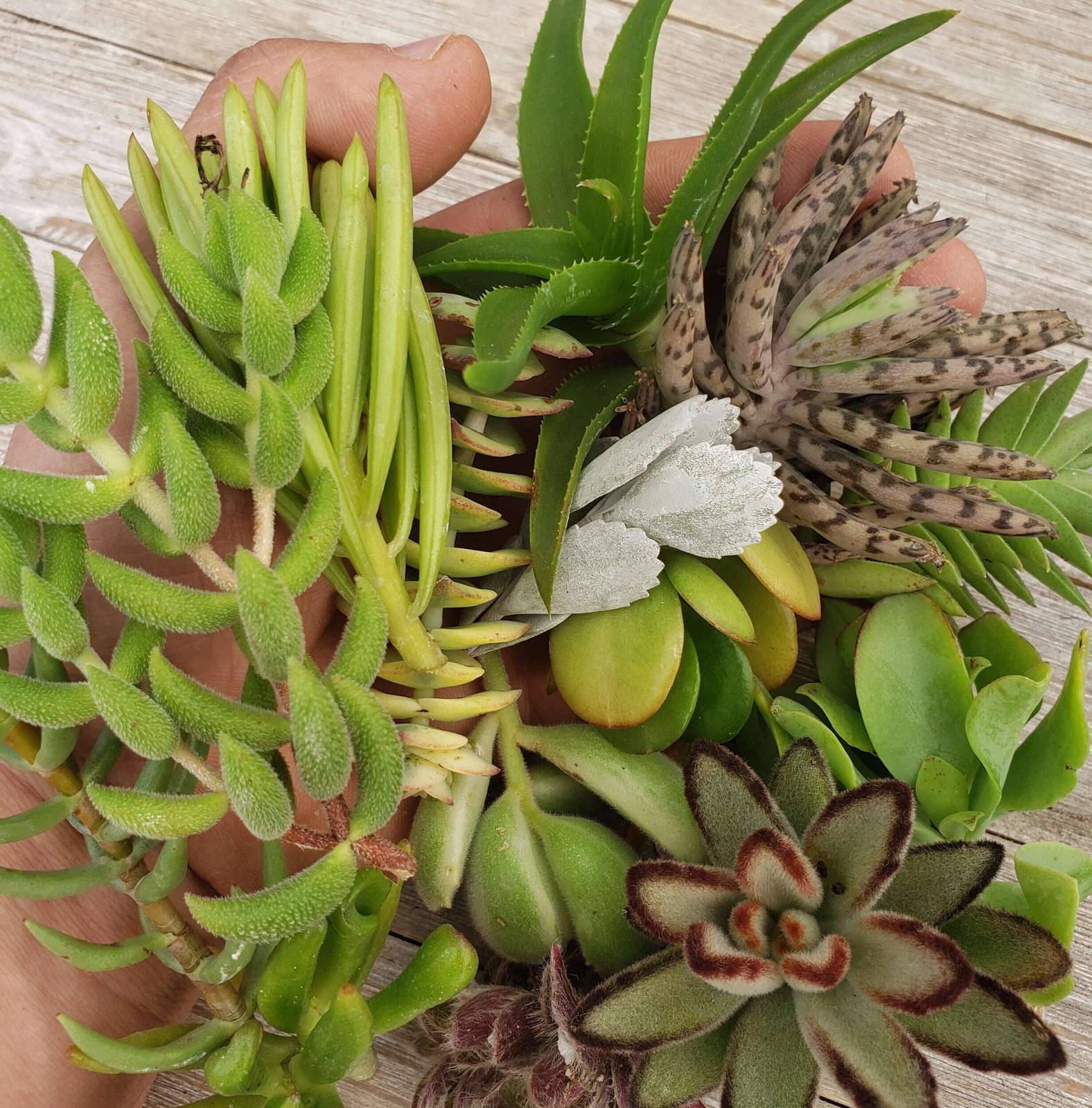 10 Assorted Succulents Cuttings cactus Cacti Succulent real live plant