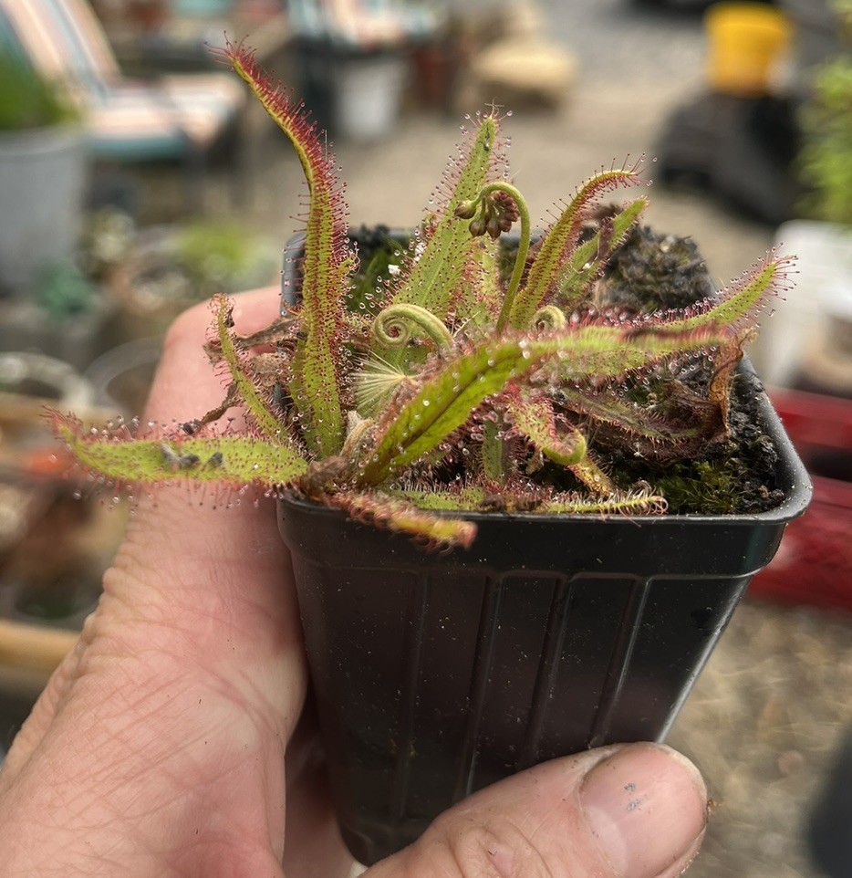 Drosera Adalae Live Carnivorous Plant Potted Sundew