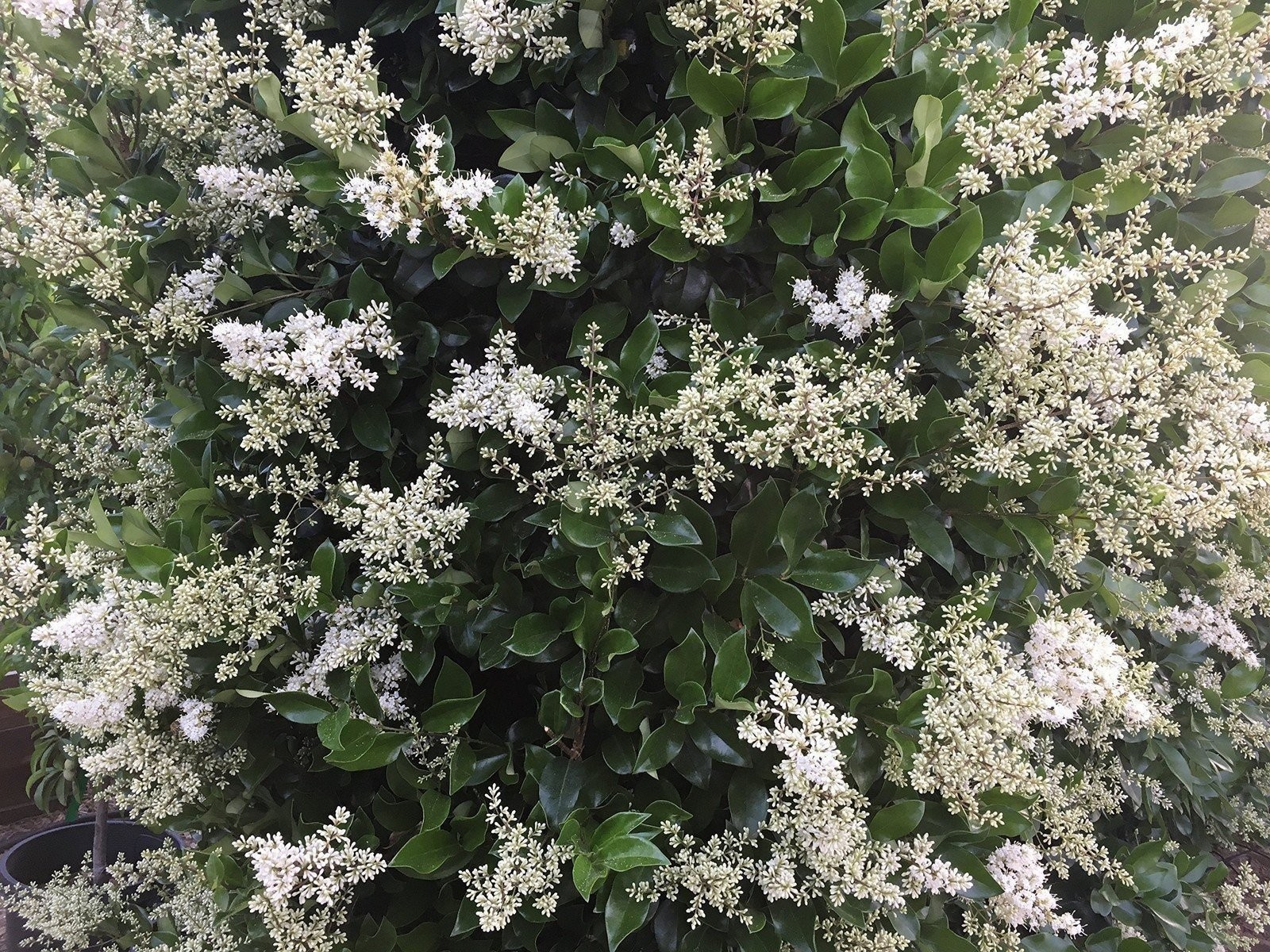 Ligustrum Waxleaf Privet | 2 Inch | Ligustrum japonicum | Low Maintenance Shrub