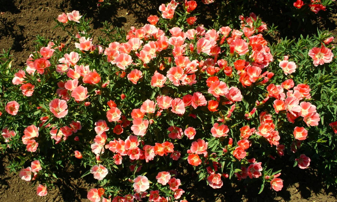 Orange Glory Godetia Seeds – For 2025 Planting Clarkia Azalea Double Flowering