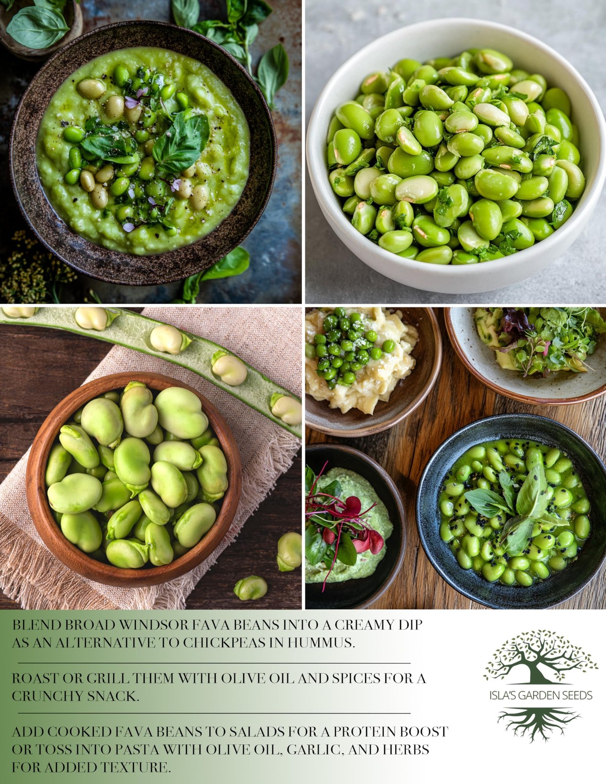 “Broad Windsor” Fava Bean Seeds for Planting, 25 Heirloom 25 seeds, Green