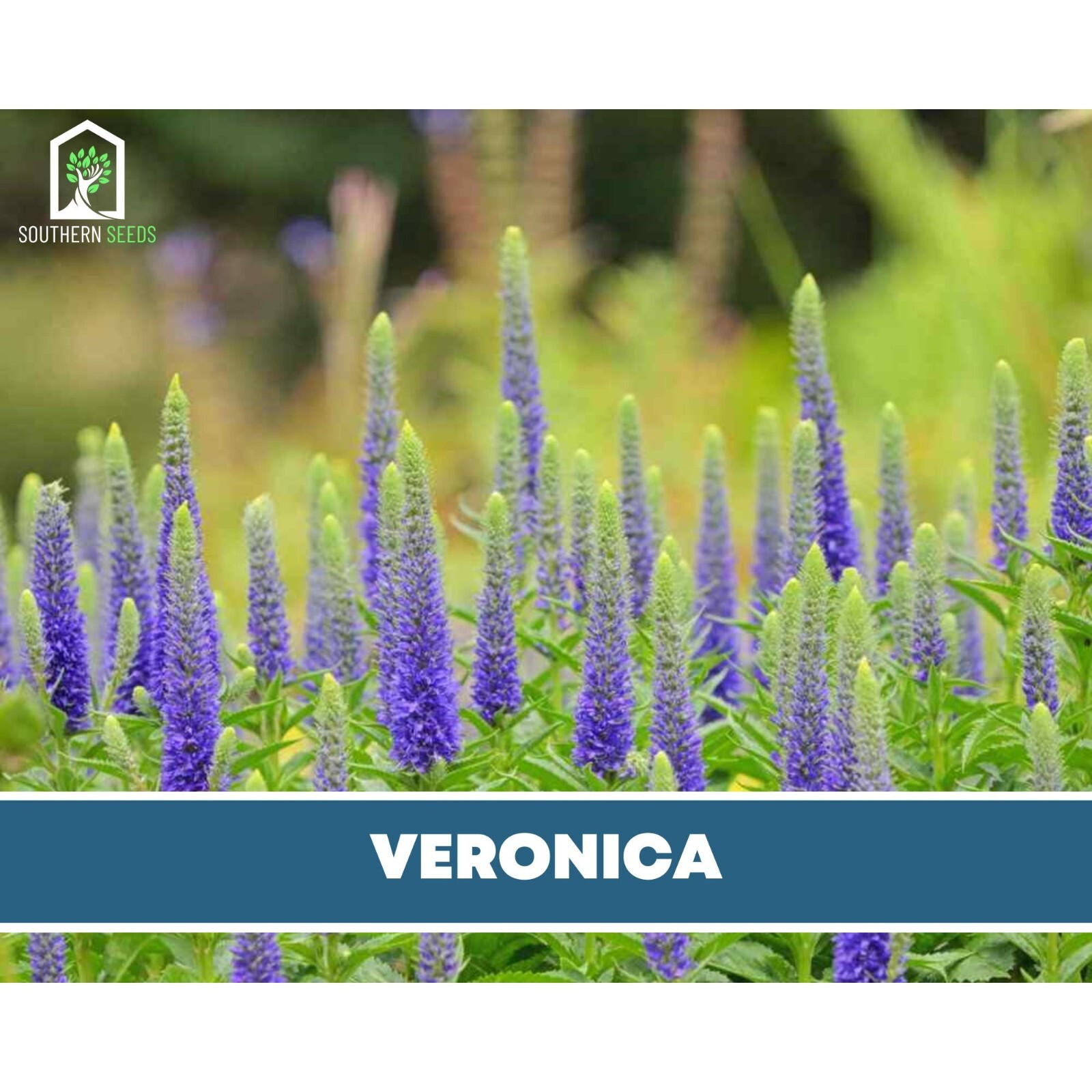 Veronica (Spiked Speedwell) – 50 Seeds (Veronica spicata)