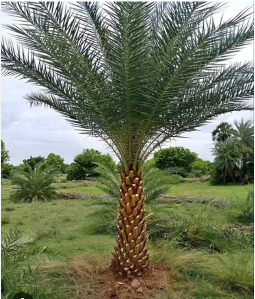 Canary Date Palm Trees. Starts 8 To 15 Inches Tall. 3 In Each Order.